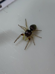 Zygoballus rufipes