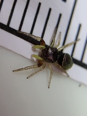 Zygoballus rufipes