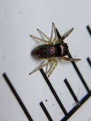 Zygoballus rufipes