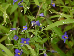Exacum pumilum