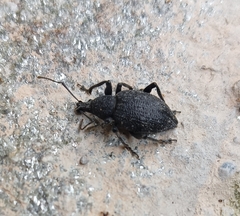 Otiorhynchus sulcatus