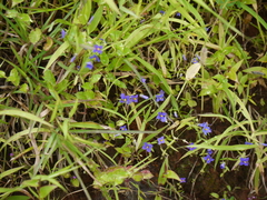 Exacum pumilum