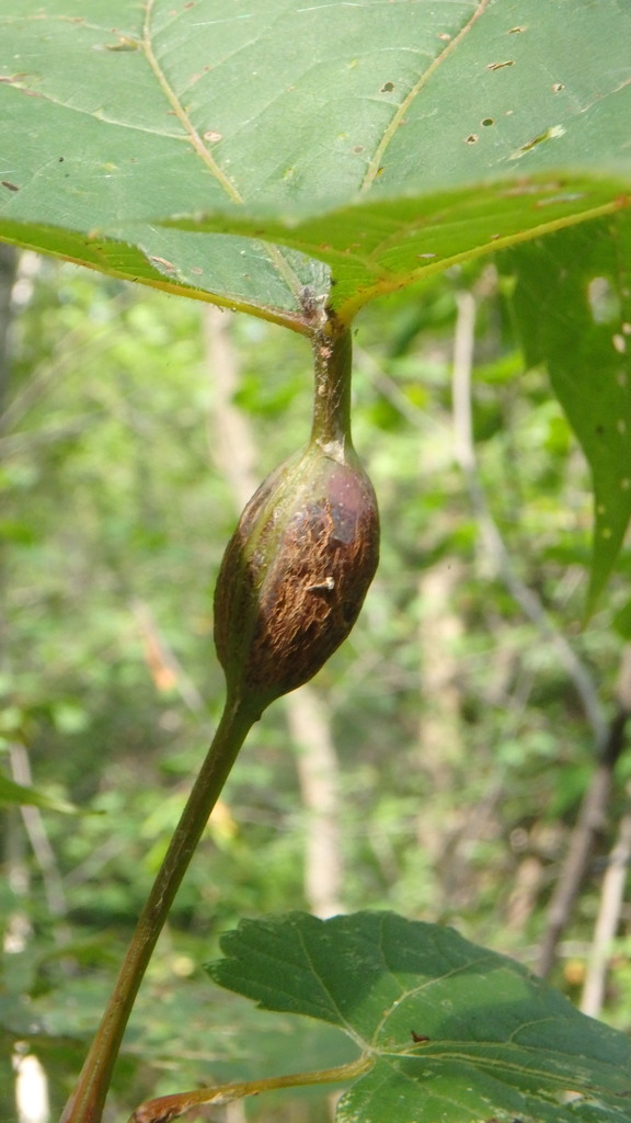 Grape Leaf Petiole Gall