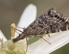 Glaucocharis dilatella