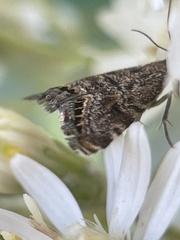 Glaucocharis dilatella