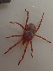 Trombidiformes