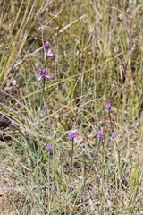 Sowerbaea juncea