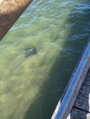 Myliobatis tenuicaudatus