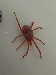Trombidiformes