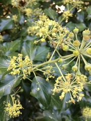 Hedera helix