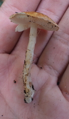 Lepiota boudieri