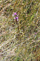 Sowerbaea juncea