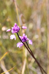 Sowerbaea juncea