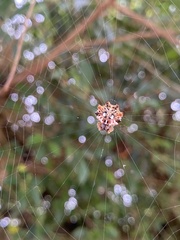 Thelacantha
