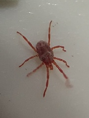 Trombidiformes