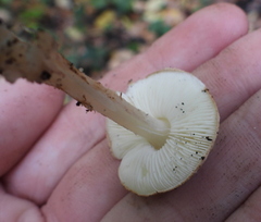 Lepiota boudieri