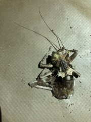 Enyaliopsis