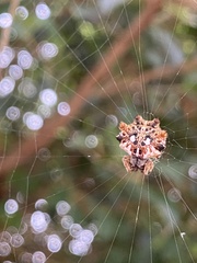 Thelacantha