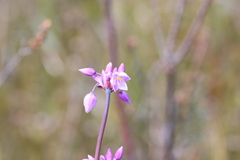 Sowerbaea juncea