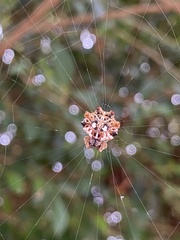 Thelacantha