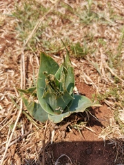 Ledebouria marginata