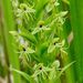 Waterspider Bog Orchid - Photo (c) NC Orchid, some rights reserved (CC BY-NC)
