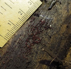 Nectriaceae