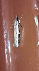 Orocrambus flexuosellus