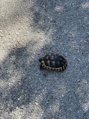 Testudo marginata