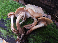 Armillaria borealis