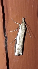 Orocrambus flexuosellus