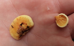 Tapinella panuoides