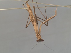 Archimantis armata