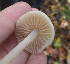 Marasmius wynneae