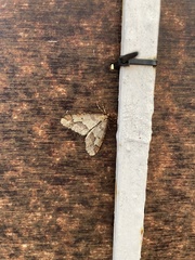 Erannis defoliaria