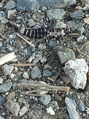 Nyctophila reichii