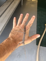 Archimantis armata