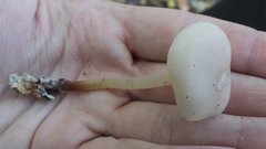 Marasmius wynneae