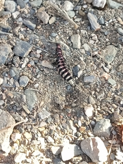 Nyctophila reichii