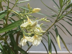 Cascabela thevetioides