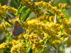 Lycaena phlaeas