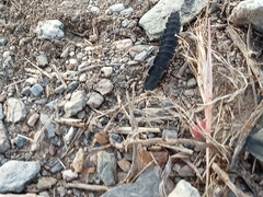 Nyctophila reichii