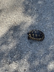 Testudo marginata