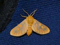 Rhipidarctia crameri