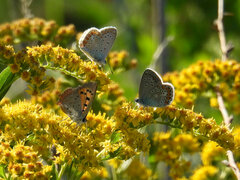 Polyommatus icarus
