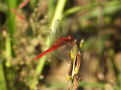 Crocothemis erythraea