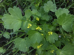 Ranunculus parviflorus