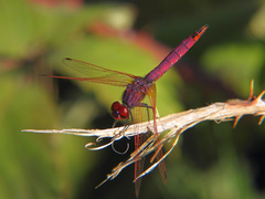 Trithemis annulata