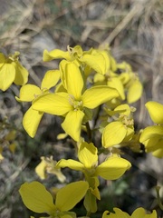 Erysimum flavum
