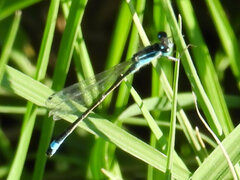 Ischnura elegans